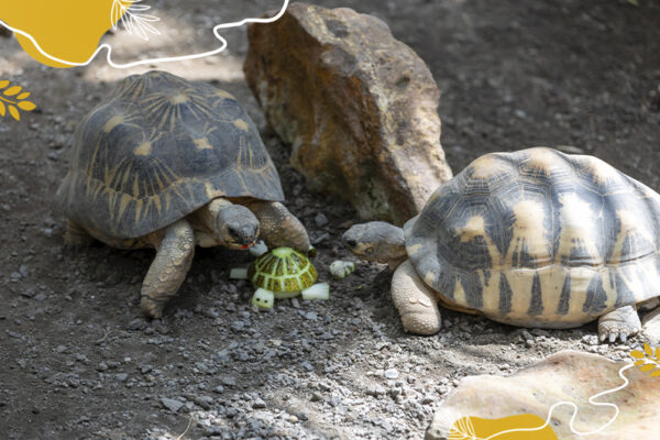 Enrichissement des tortues radiées pour la journée mondiale des tortues 2026