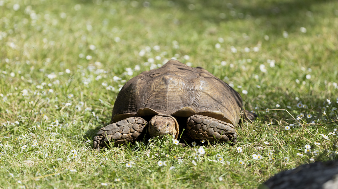 Journée mondiale des tortues - Tortue sillonnée