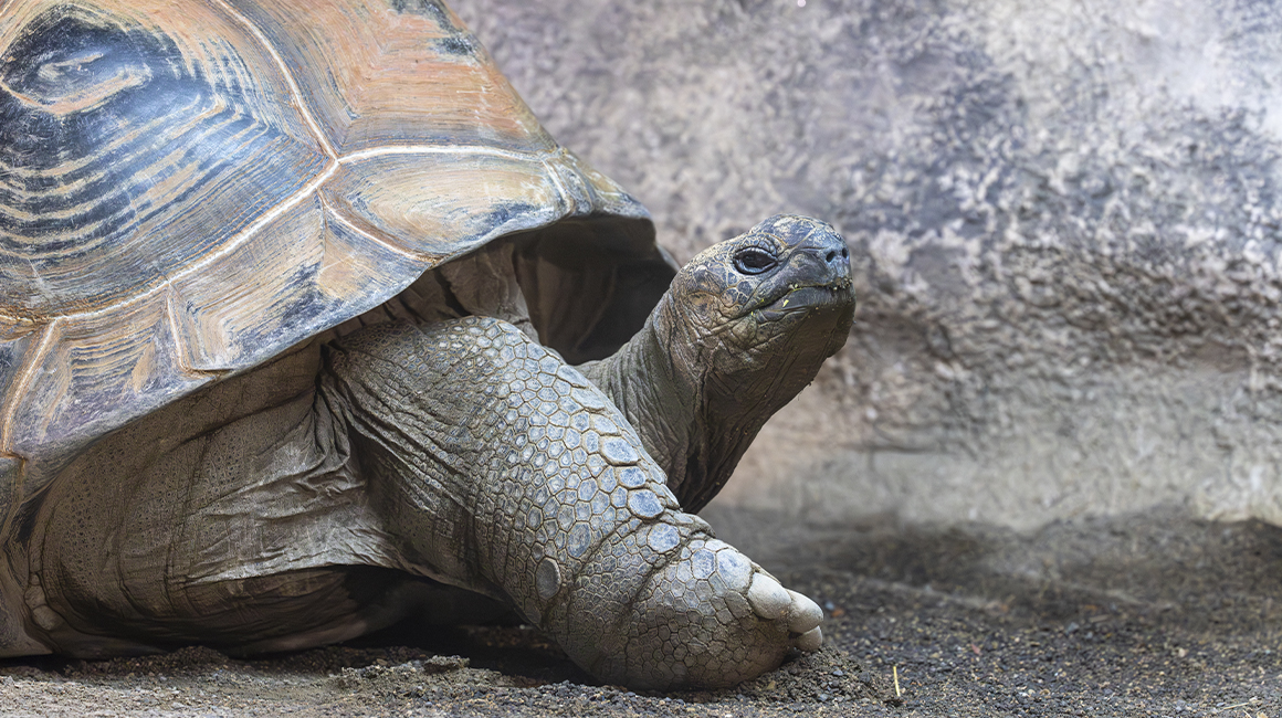 Journée mondiale des tortues - Tortue d'Aldabra