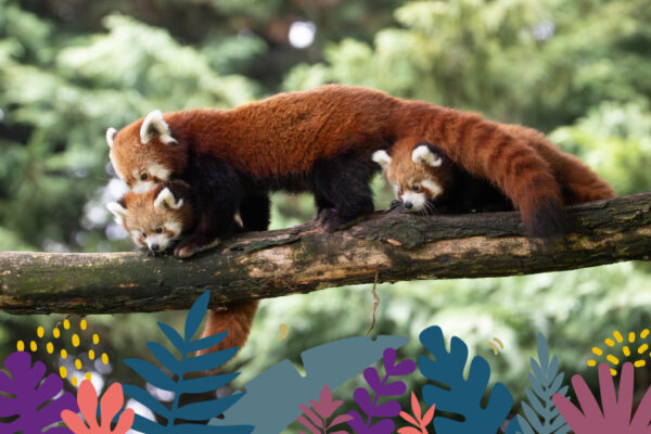 Activités Tour du Monde Maison Beauval Nature été 2026