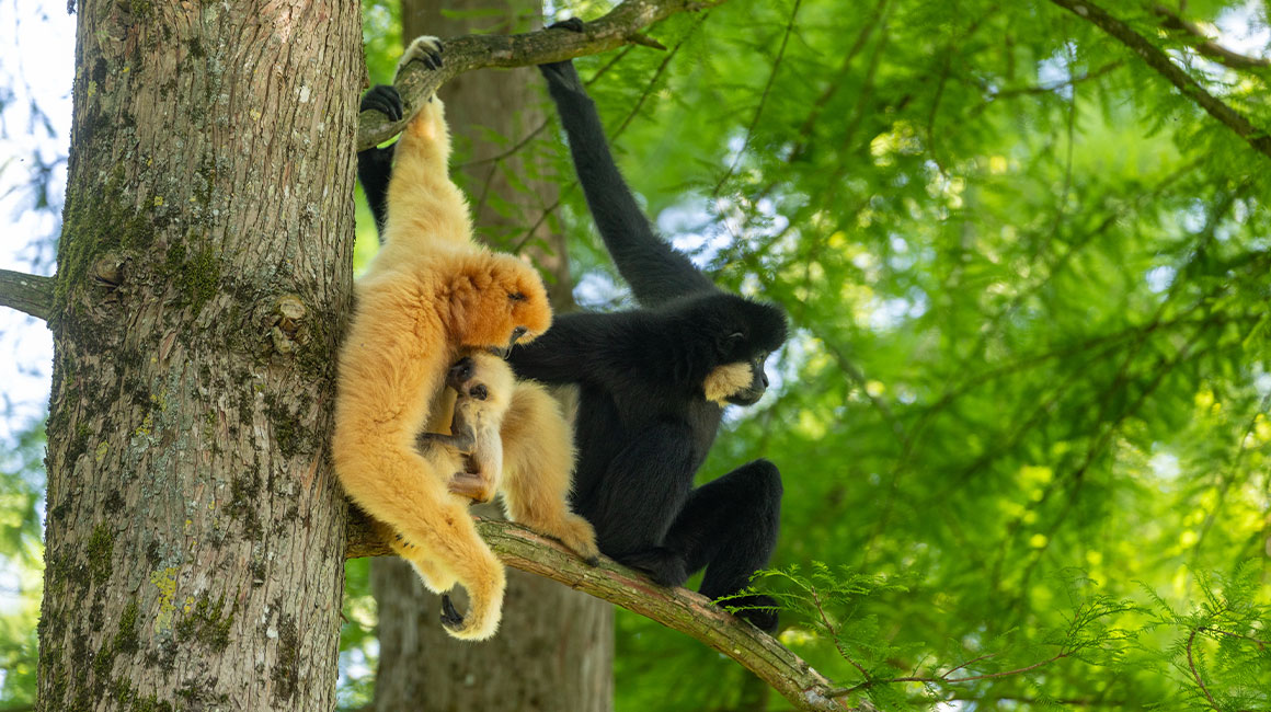 bébé gibbon