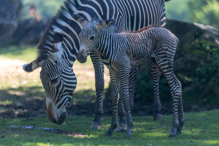 bébé zebre beauval