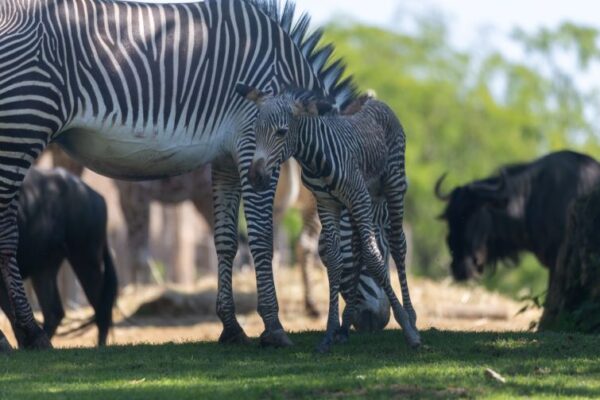 bébé zebre beauval 2