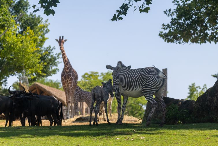 bébé zebre beauval 3