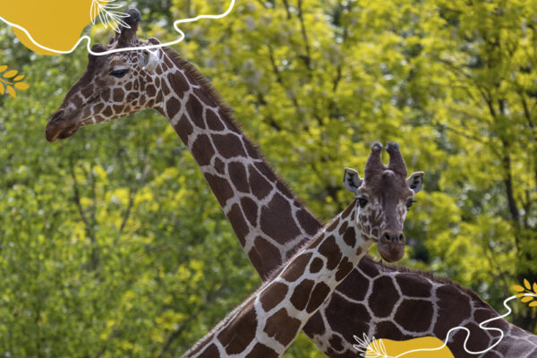 Journée mondiale de la girafe 2026