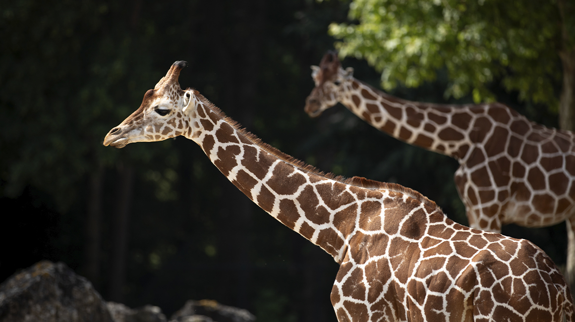 Journée mondiale girafe 2026