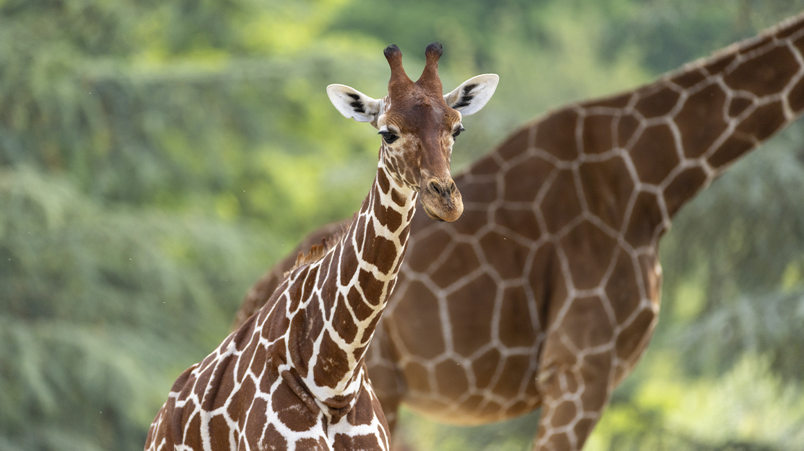 Journée mondiale girafe 2026