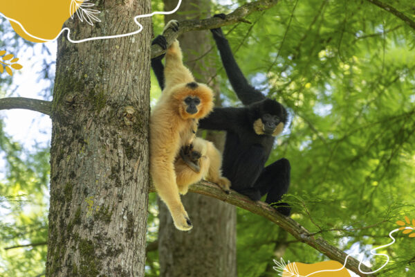 Journée mondiale grands singes - Gibbons à favoris roux