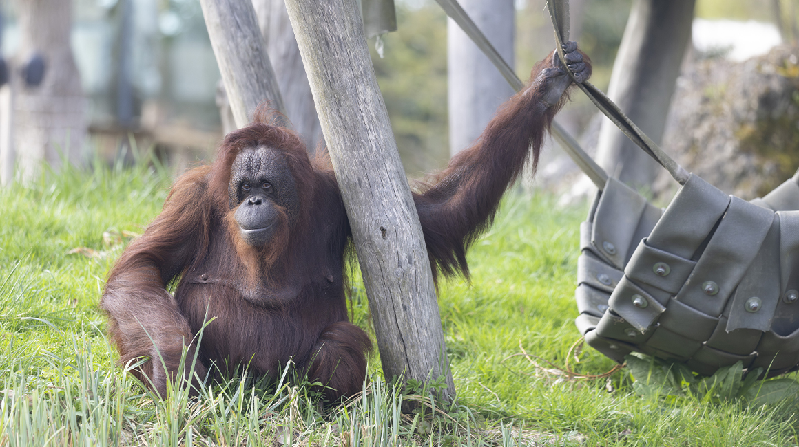 Journée mondiale des grands singes - Orang-outan