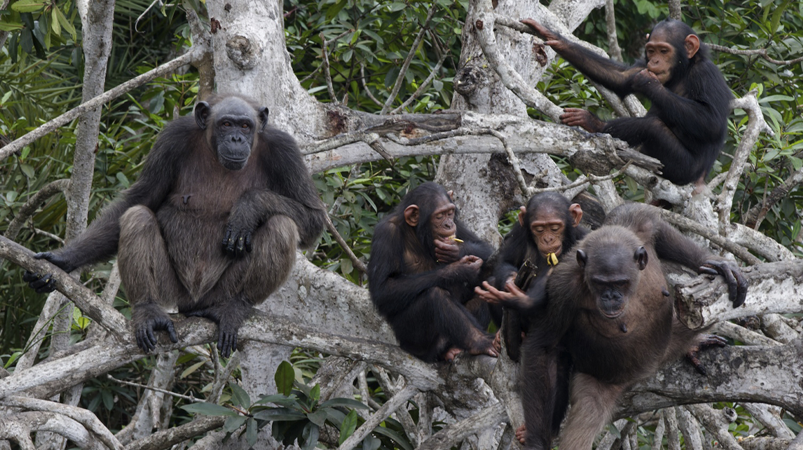 Journée mondiale des grands singes - Chimpanzés du programme HELP Congo