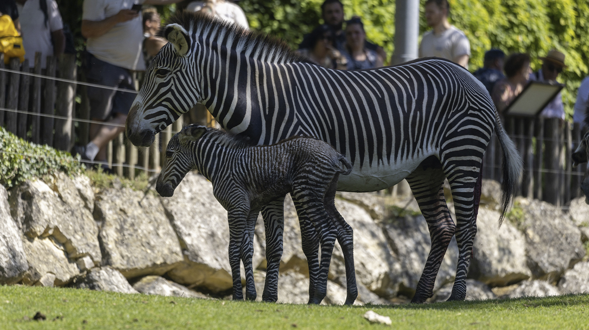 Naissance zèbre dans la Savane Africaine juin 2026