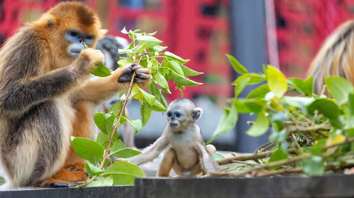 singe doré mâle