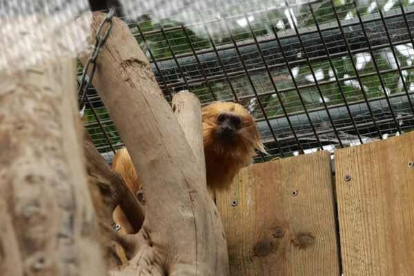 Tamarin lion doré retrouvé après son vol à Beauval il y a 10 ans