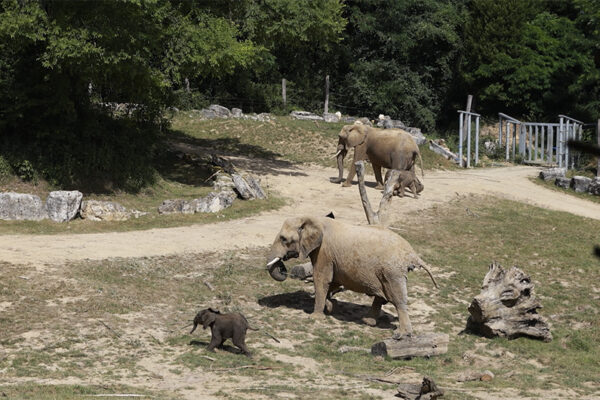 Sortie bébés éléphants Himba et Rosie dans la grande plaine