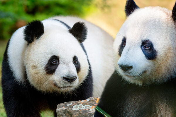 Préparation anniversaire jumelles panda géant - août 2026