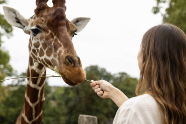 Activités Soigneur d'un Jour Famille et Rencontres Privilèges - nourrir une girafe