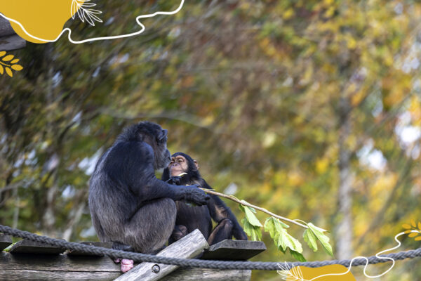 Journée mondiale des chimpanzés 2026 - N'saka et sa mère