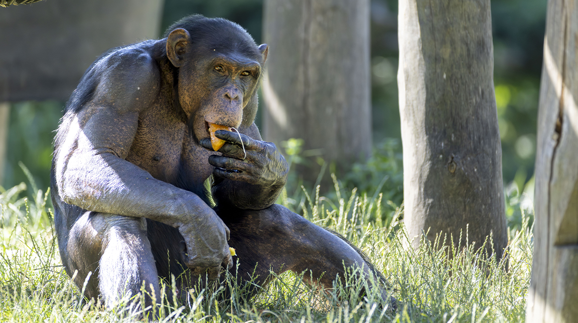 Journée mondiale des chimpanzés 2026