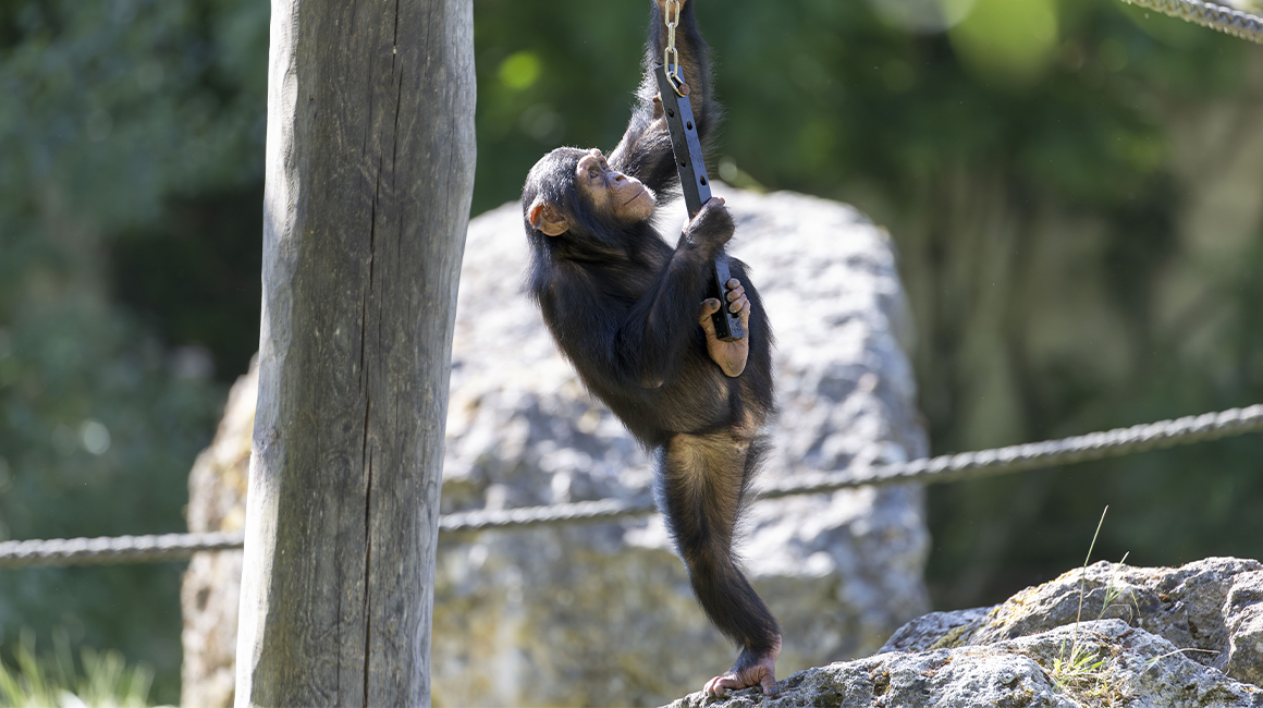 Journée mondiale des chimpanzés 2026 - N'Saka