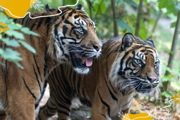 Journée internationale du tigre 2026 - Jambi et Asu, couple de tigres de Sumatra