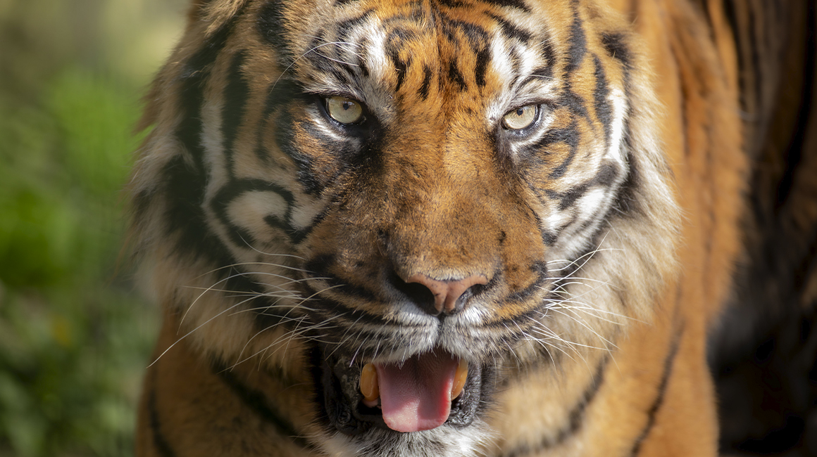 Journée internationale du tigre 2026 - Asu, mâle tigre de Sumatra