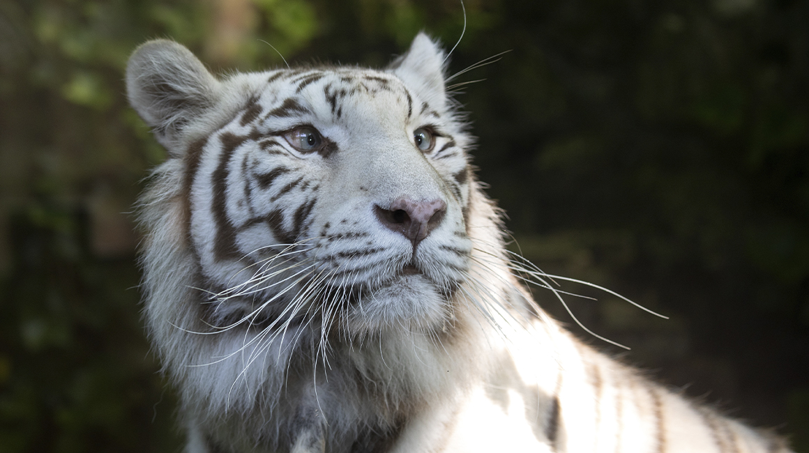 Journée internationale du tigre 2026 - Sushi, femelle tigre blanc