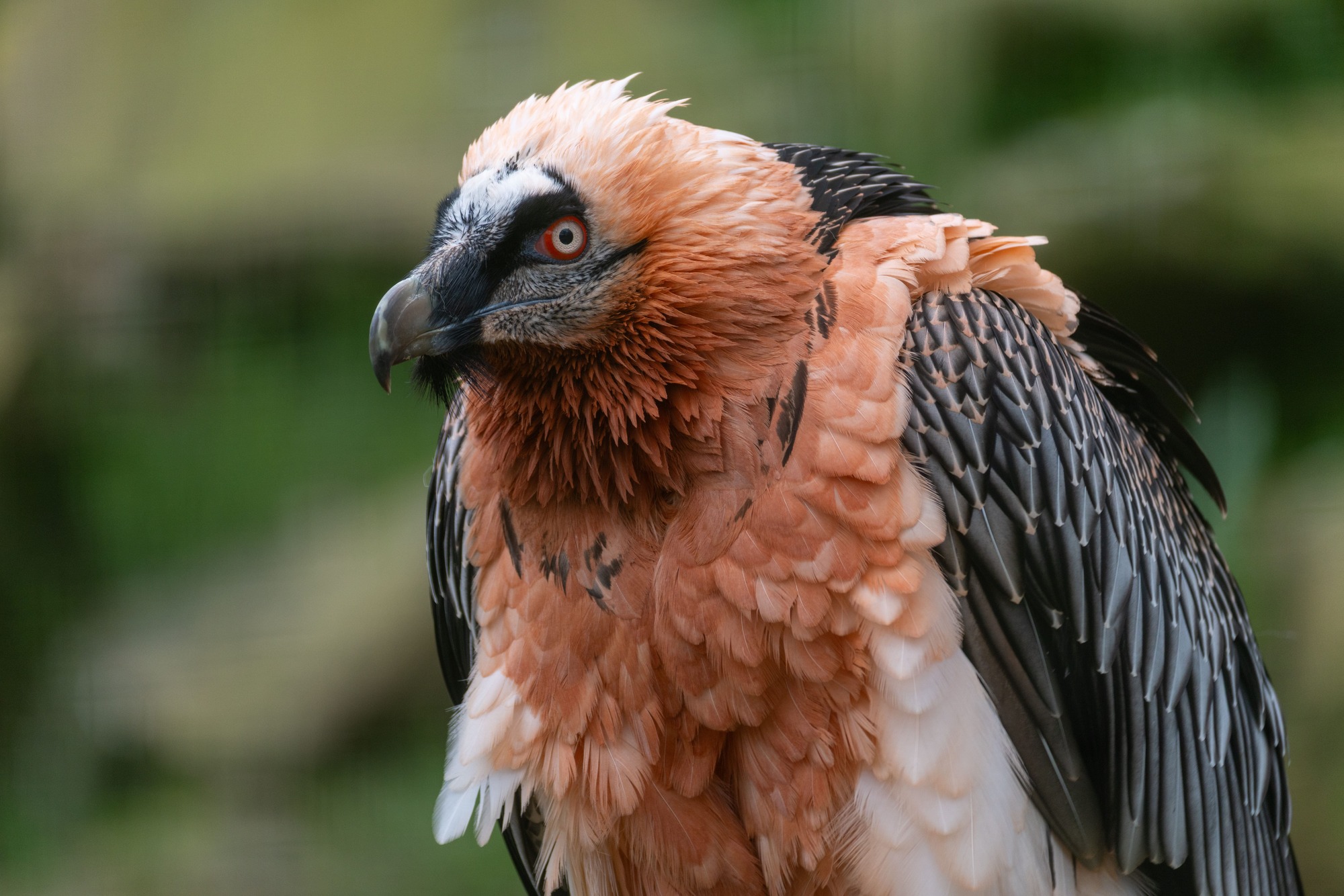 International Vulture Awareness Day: why vultures matter