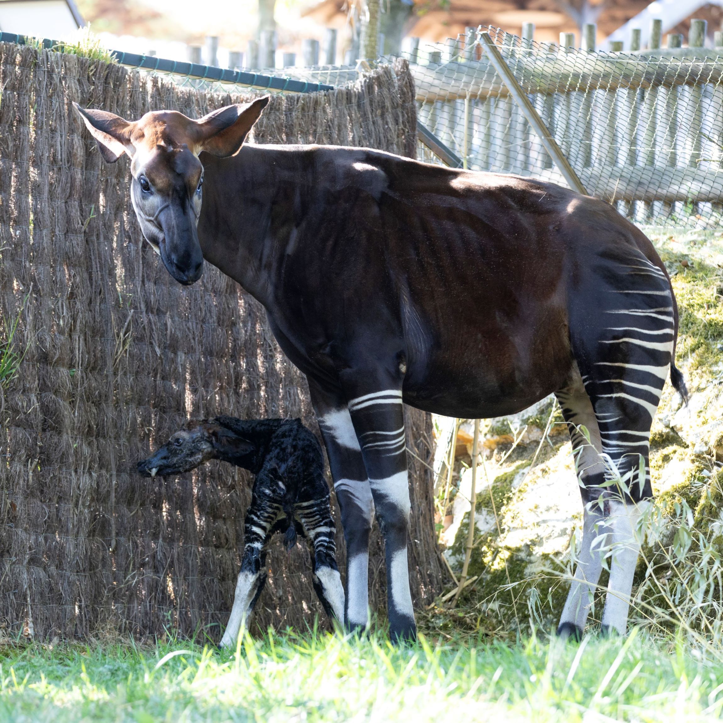 Quinta et son bébé