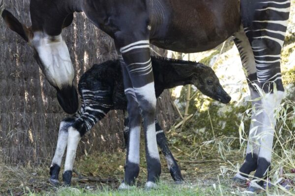 Naissance bébé okapi Beauval août 2026