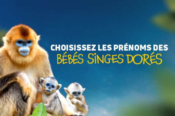 Vote nom bébés singes dorés 2026