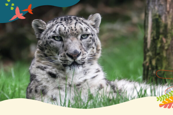 Abondement parrainages don Beauval Nature - ZooParc de Beauval