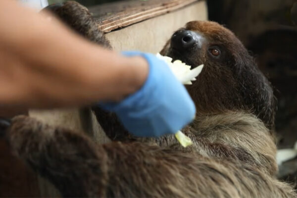 Pregnant sloth announcement, August 2026