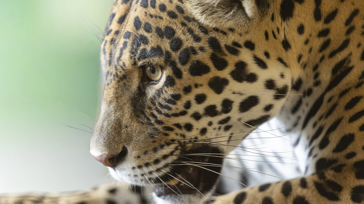 Arrivée femelle jaguar Taima