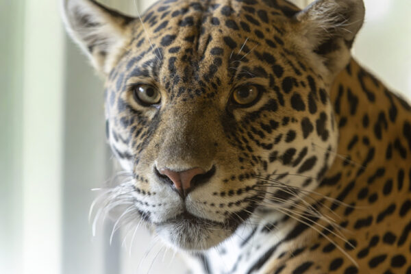 Arrivée femelle jaguar Taima