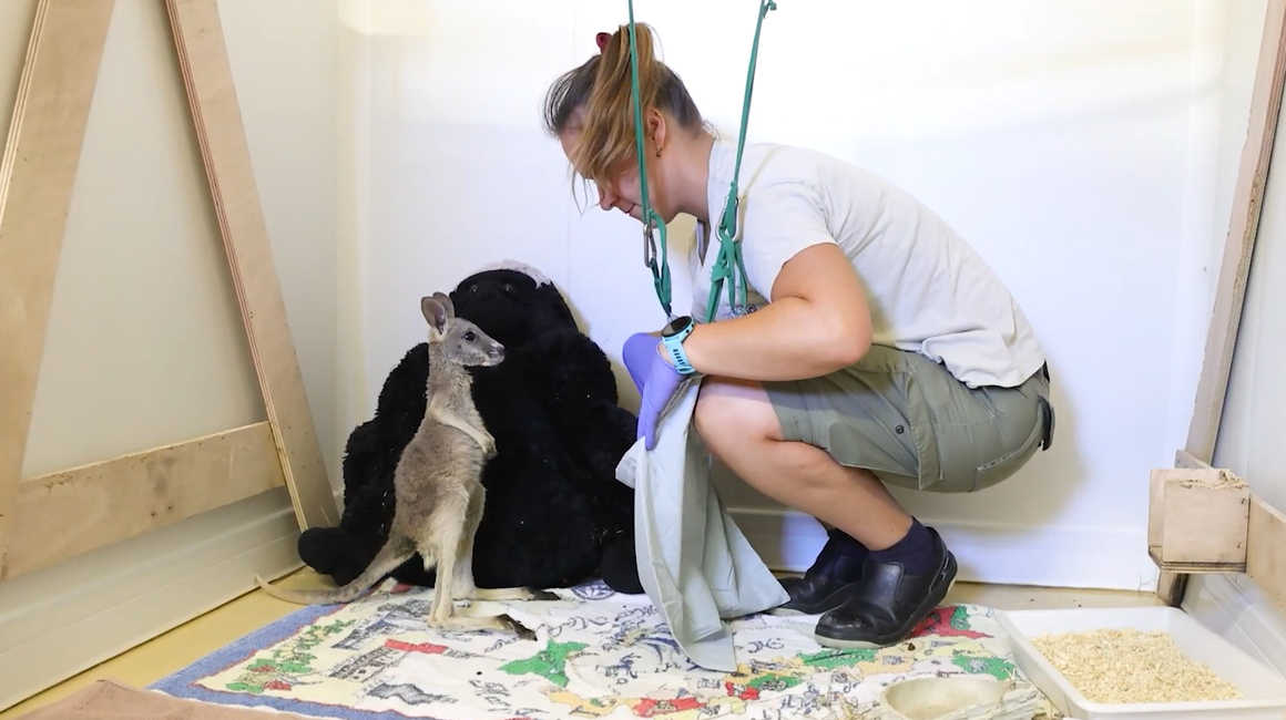 Femelle bébé kangourou recueillie par les soigneurs du ZooParc de Beauval