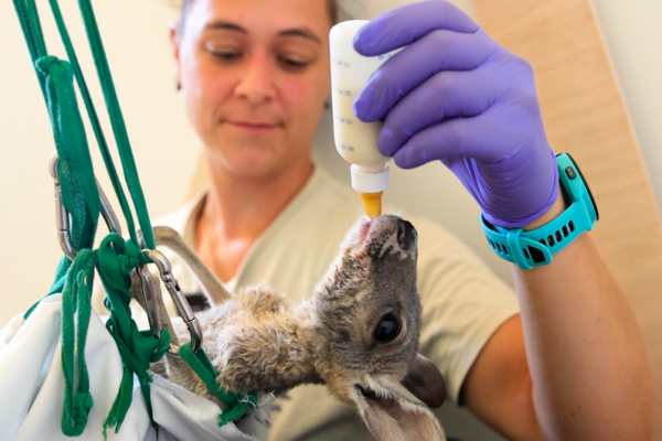 Femelle bébé kangourou recueillie par les soigneurs du ZooParc de Beauval