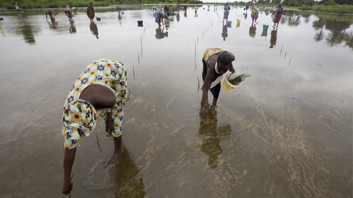 Palétuviers replantés dans une mangrove au Sénégal