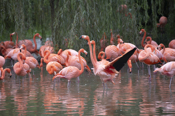 Campagne européenne pour les zones humides - flamants roses