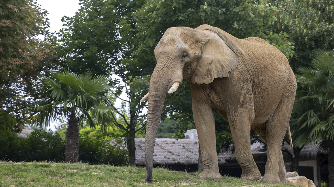 World Elephant Day – the Beauval elephant