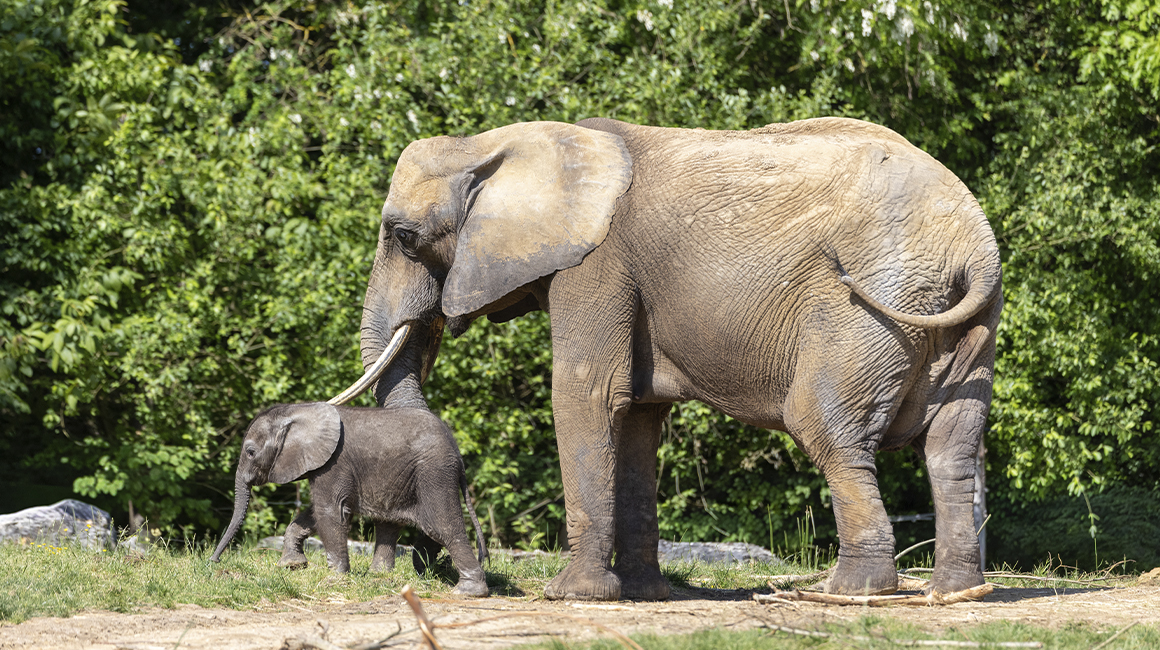 World Elephant Day – Himba and N'Dala