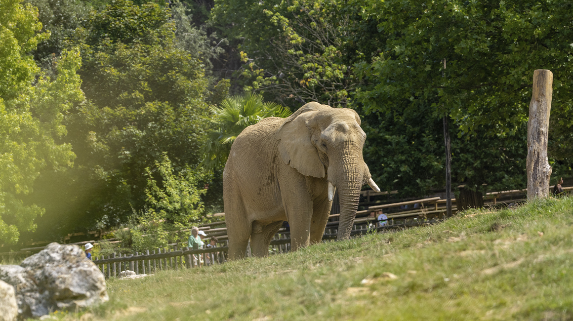 World Elephant Day – Akili