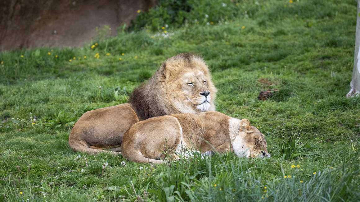 World Lion Day 2026 – Kruger and Malawi