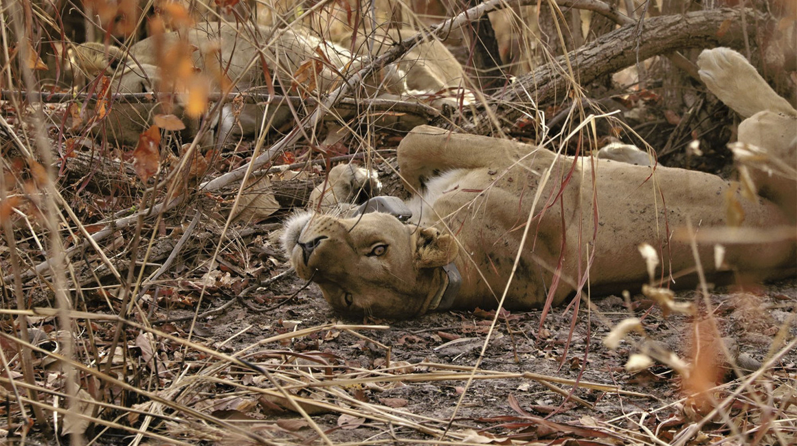 World Lions Day 2026 – Lions programme