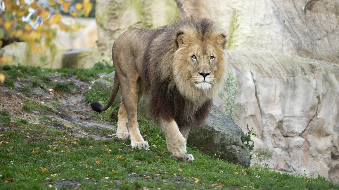 World Lion Day 2026 – Krüger