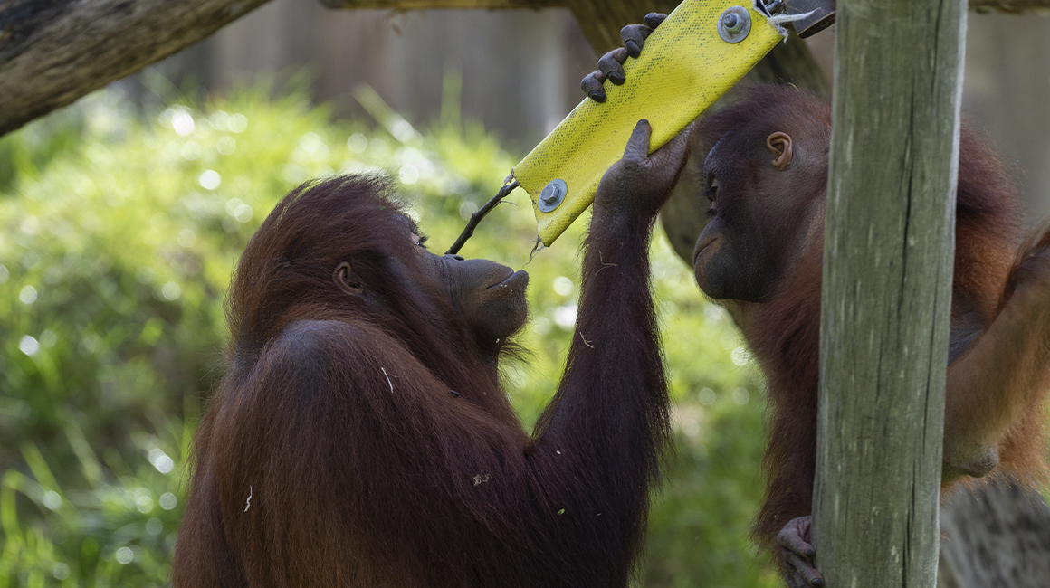World Orangutan Day 2026 – Raja and Sabah