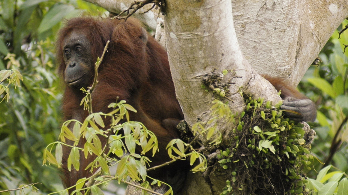 World Orangutan Day 2026 – orangutans in the wild