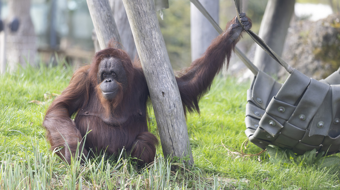 World Orangutan Day 2026 – Nuninka