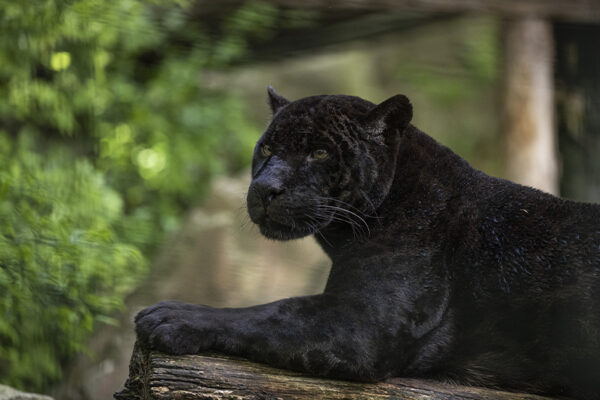 Disparition de Laetitia, femelle jaguar noir