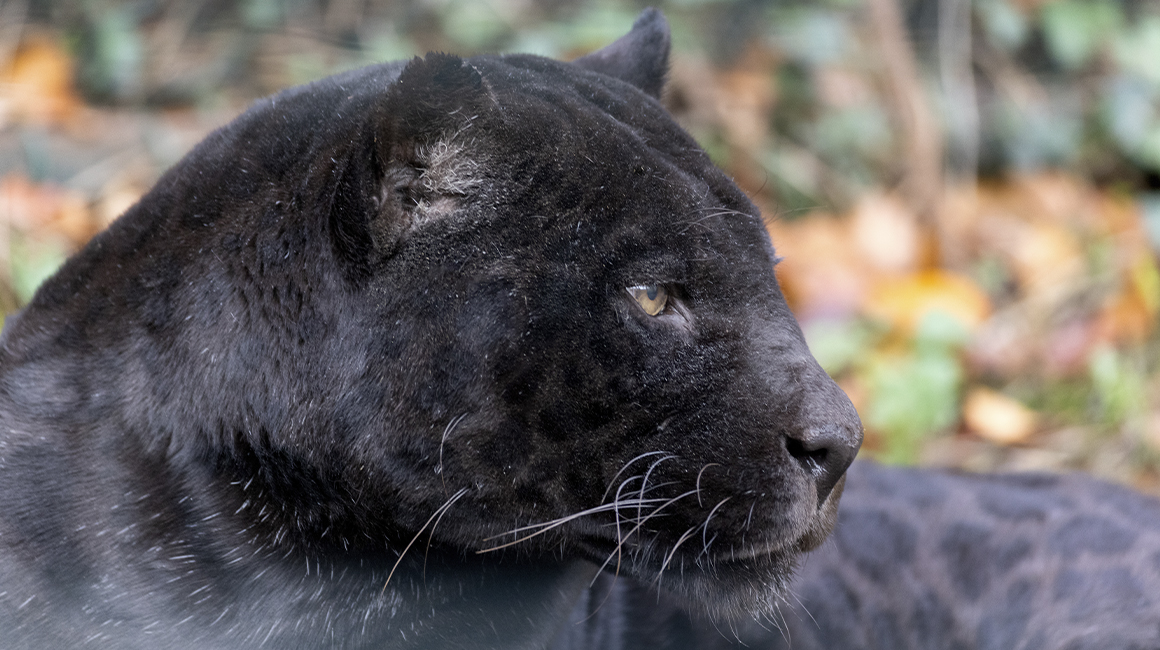 Disparition de Laetitia, femelle jaguar noir