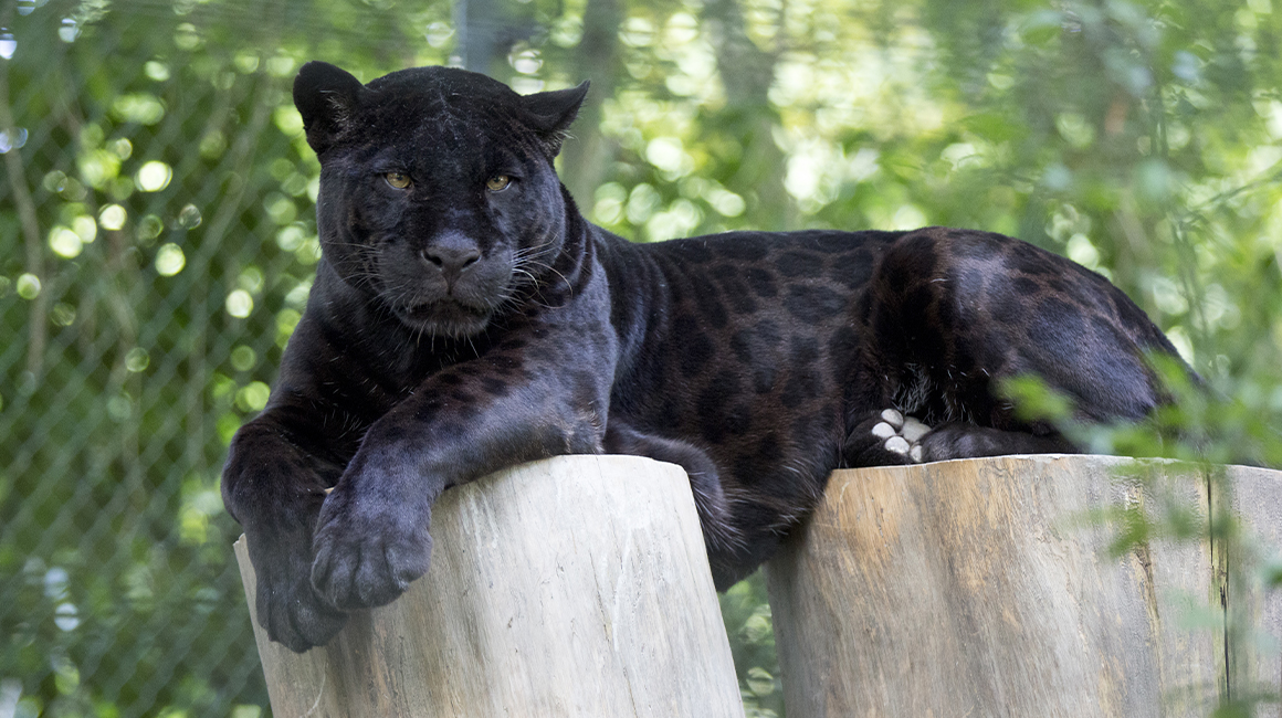 Disparition de Laetitia, femelle jaguar noir